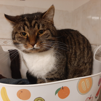 Gatto amabile e affettuoso