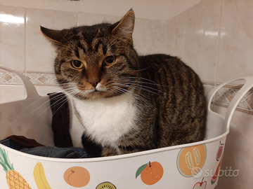 Gatto amabile e affettuoso