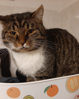 Gatto amabile e affettuoso