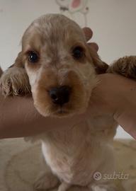 Cuccioli cocker spaniel