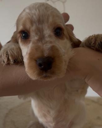 Cuccioli cocker spaniel