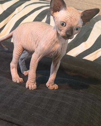 Sphynx cuccioli