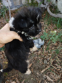 Cucciolo MALTIPOO MINI