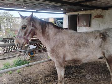 Animali cavallo