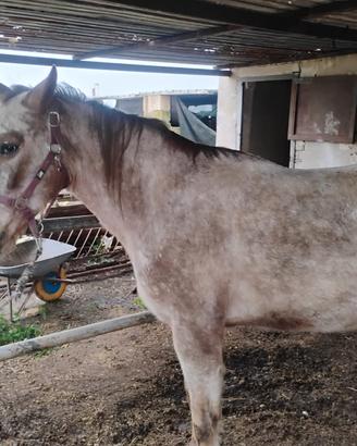 Animali cavallo