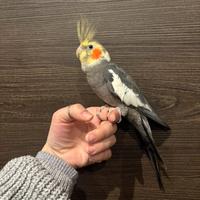 Calopsite maschio allevato a mano