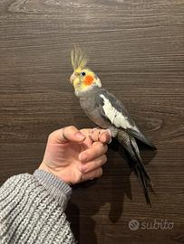 Calopsite maschio allevato a mano