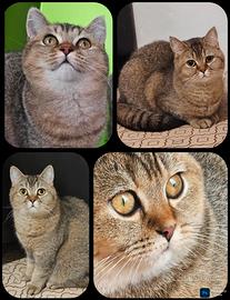 british Shorthair fem da riproduzione pedigree 