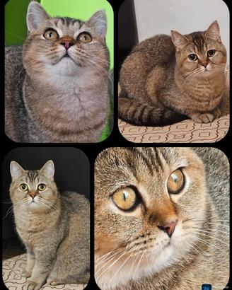 british Shorthair fem da riproduzione pedigree 