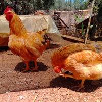 Gallina robusta Lionata