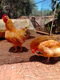 Gallina robusta Lionata