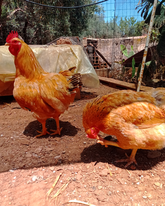 Gallina robusta Lionata