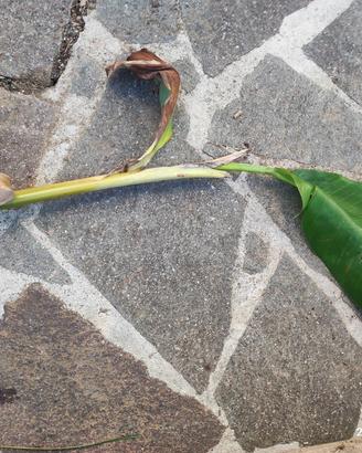 talea banana 80 cm