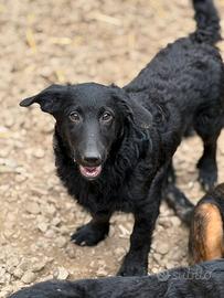 ERIC, cucciolo dolcissimo dimenticato da tutti
