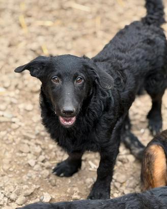 ERIC, cucciolo dolcissimo dimenticato da tutti