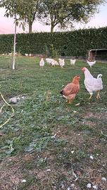 , Galline galli Faraone