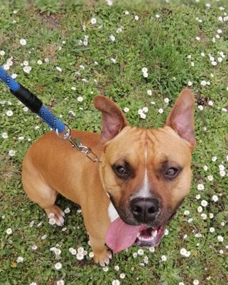 Amstaff per monta