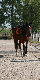 Cavallo