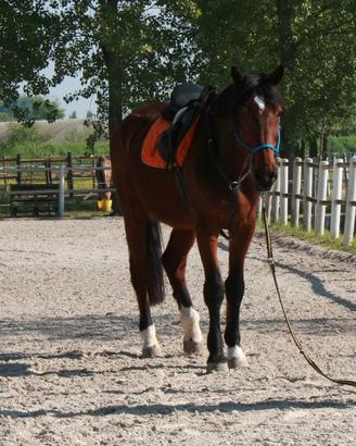 Cavallo