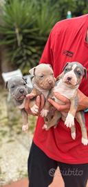 Pitbull tricolor