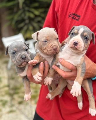 Pitbull tricolor