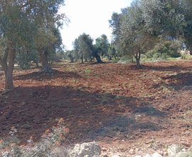 Terreno edificabile con uliveto