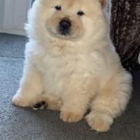 Cuccioli Chow Chow maschi e femmine