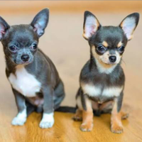Chihuahua