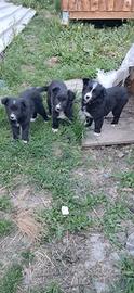 Cuccioli border collie