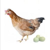 Galline ovaiole e ornamentali