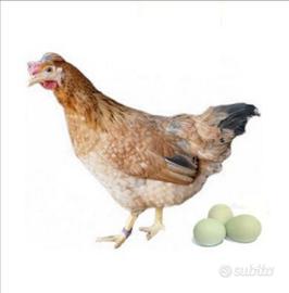 Galline ovaiole e ornamentali