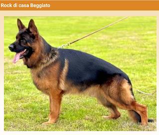 Cuccioli Pastore Tedesco