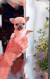 Chihuahua piccola taglia