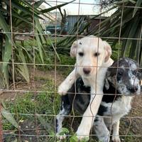 Cucciola miele Labrador per Border Collie