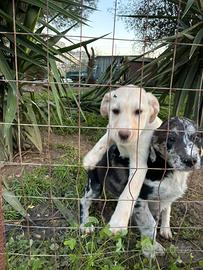 Cucciola miele Labrador per Border Collie