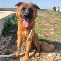 Bruno lasciato in canile