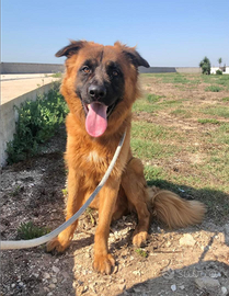 Bruno lasciato in canile