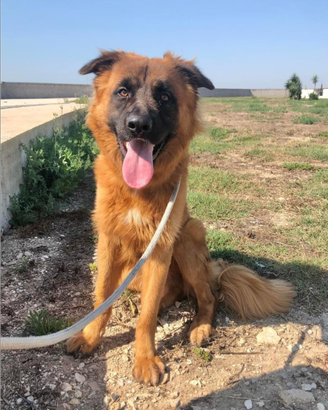 Bruno lasciato in canile