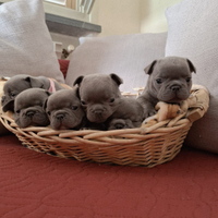 Disponibili cuccioli bulldog francese esotic blu