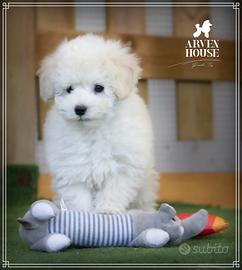 Barboncino bianco nano toy