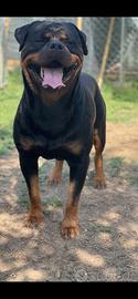 Stallone Rottweiler per monte e accoppiamento