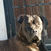 Cane Corso maschio di quasi un anno