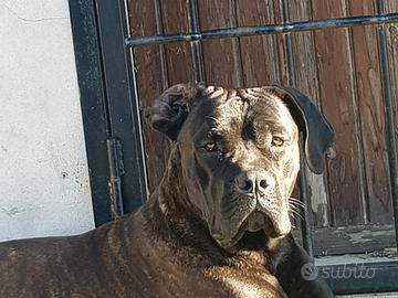 Cane Corso maschio di quasi un anno