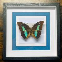 Quadro Tassidermia Farfalle 