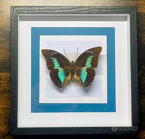 Quadro Tassidermia Farfalle 