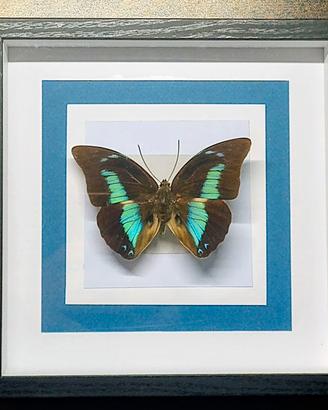 Quadro Tassidermia Farfalle 