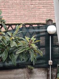 Piante in vaso di nespoli, melograno, fichi, 