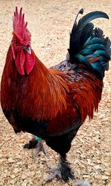 Galline e Galli Ornamentali di varie razze