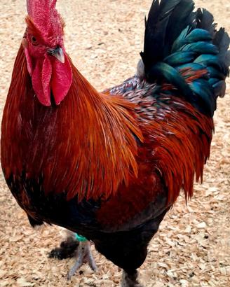 Galline e Galli Ornamentali di varie razze