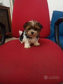 Cuccioli piccola taglia Yorkshire Biewer